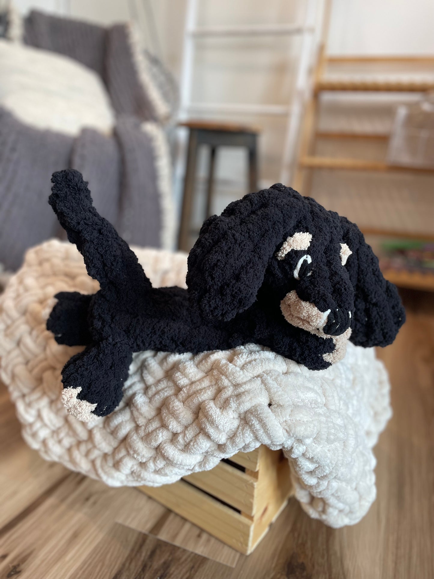 Indi the Dachshund